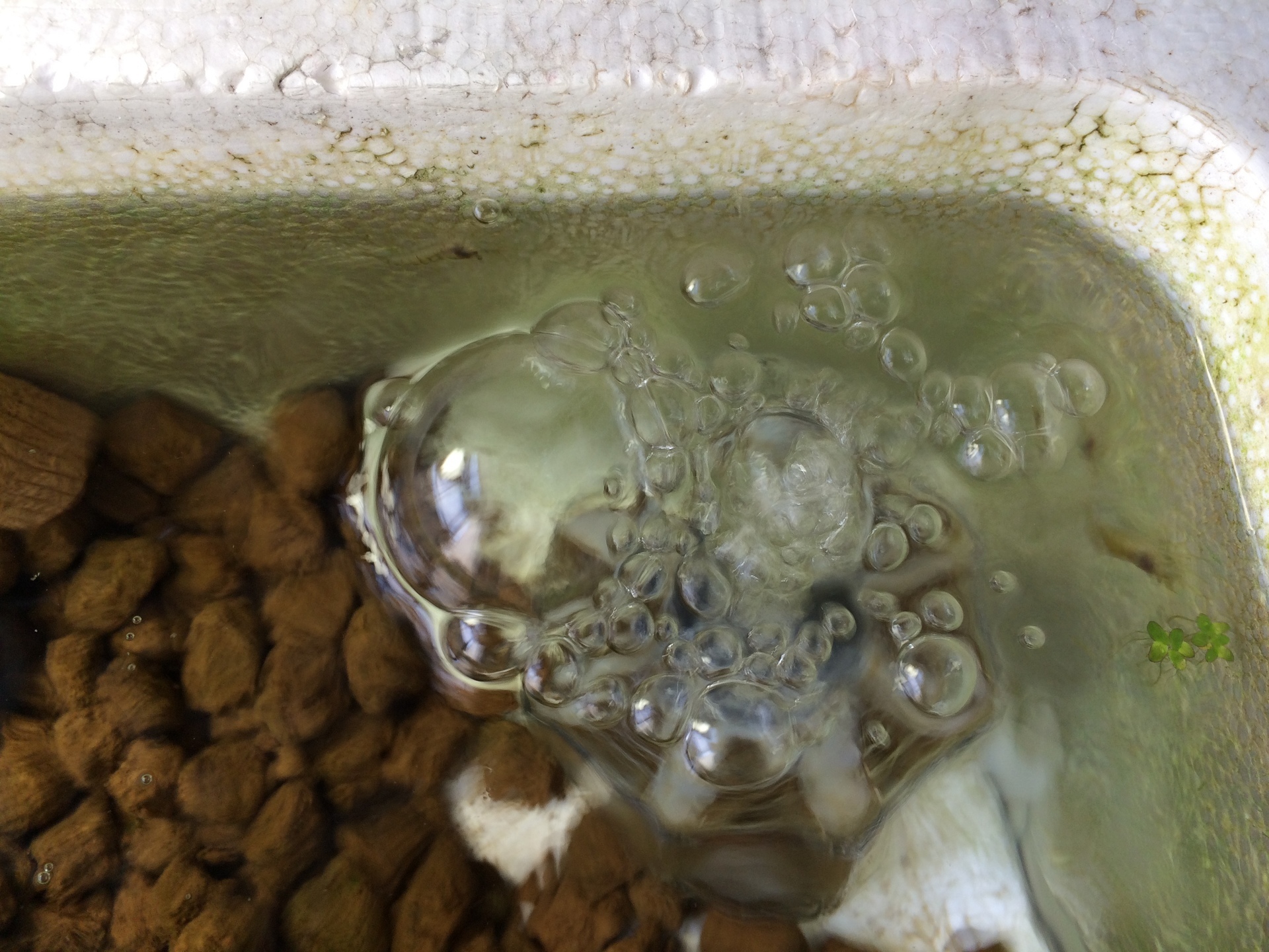 ミナミヌマエビ水槽の初期費用とお手入れ ビオトープのある生活
