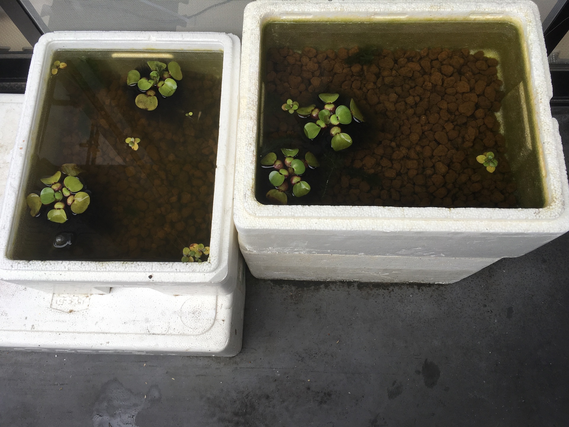 メダカの越冬準備でお引越し: ビオトープのある生活 メダカの越冬準備でお引越し: ビオトープのある生活