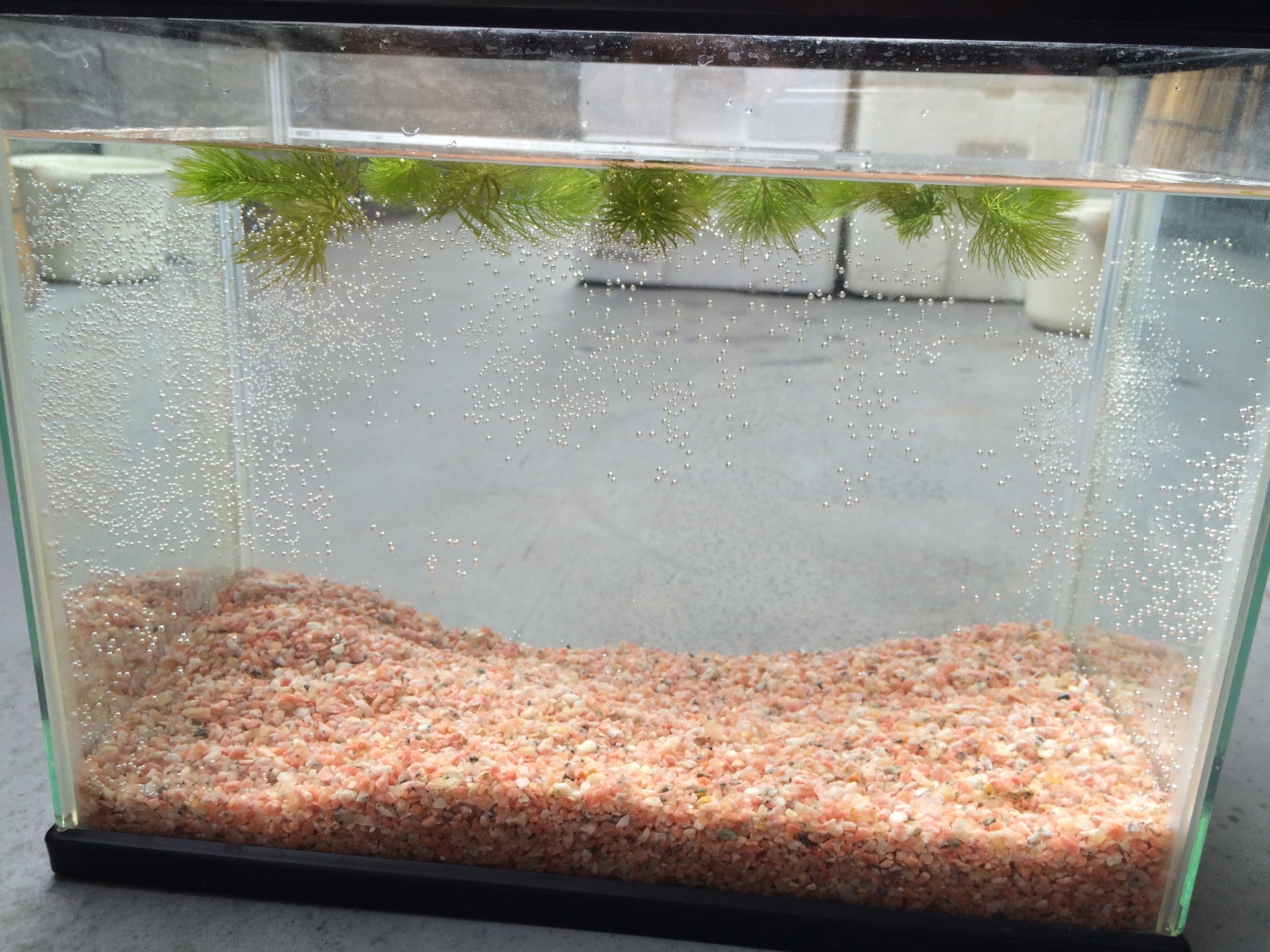 ミナミヌマエビの飛び出し対策 ビオトープのある生活